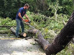 Reliable Granger, IA Tree Services Solutions