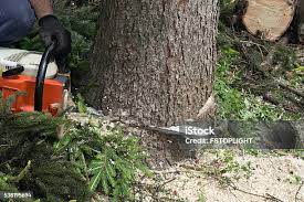 Best Tree Cabling and Bracing  in Granger, IA