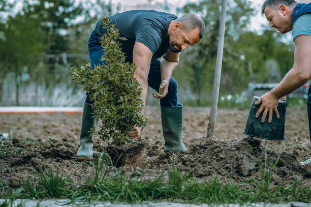 Best Tree Preservation Services  in Granger, IA